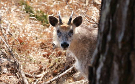 やはり動物はかわいいですね。