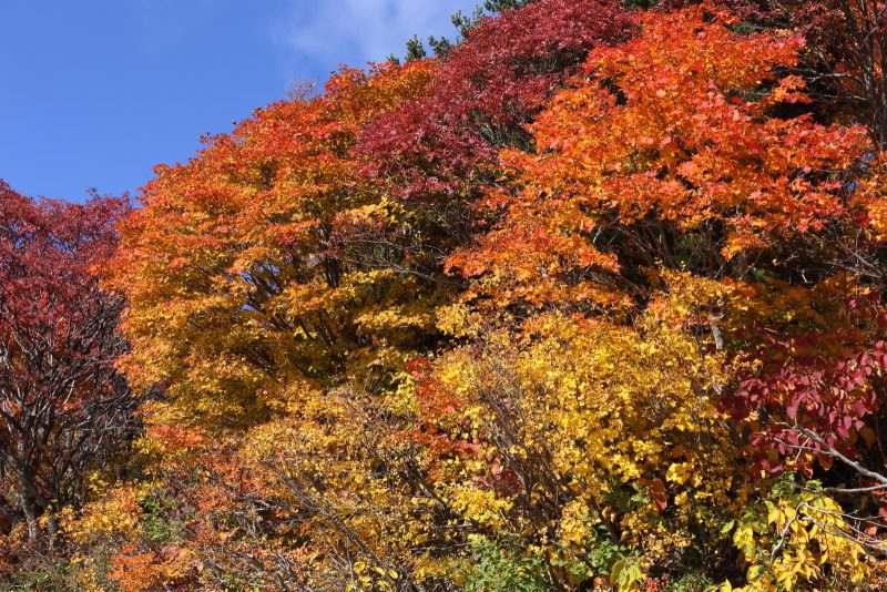 秋の紅葉